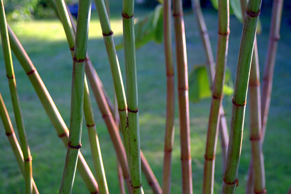Envirico_JapaneseKnotweed