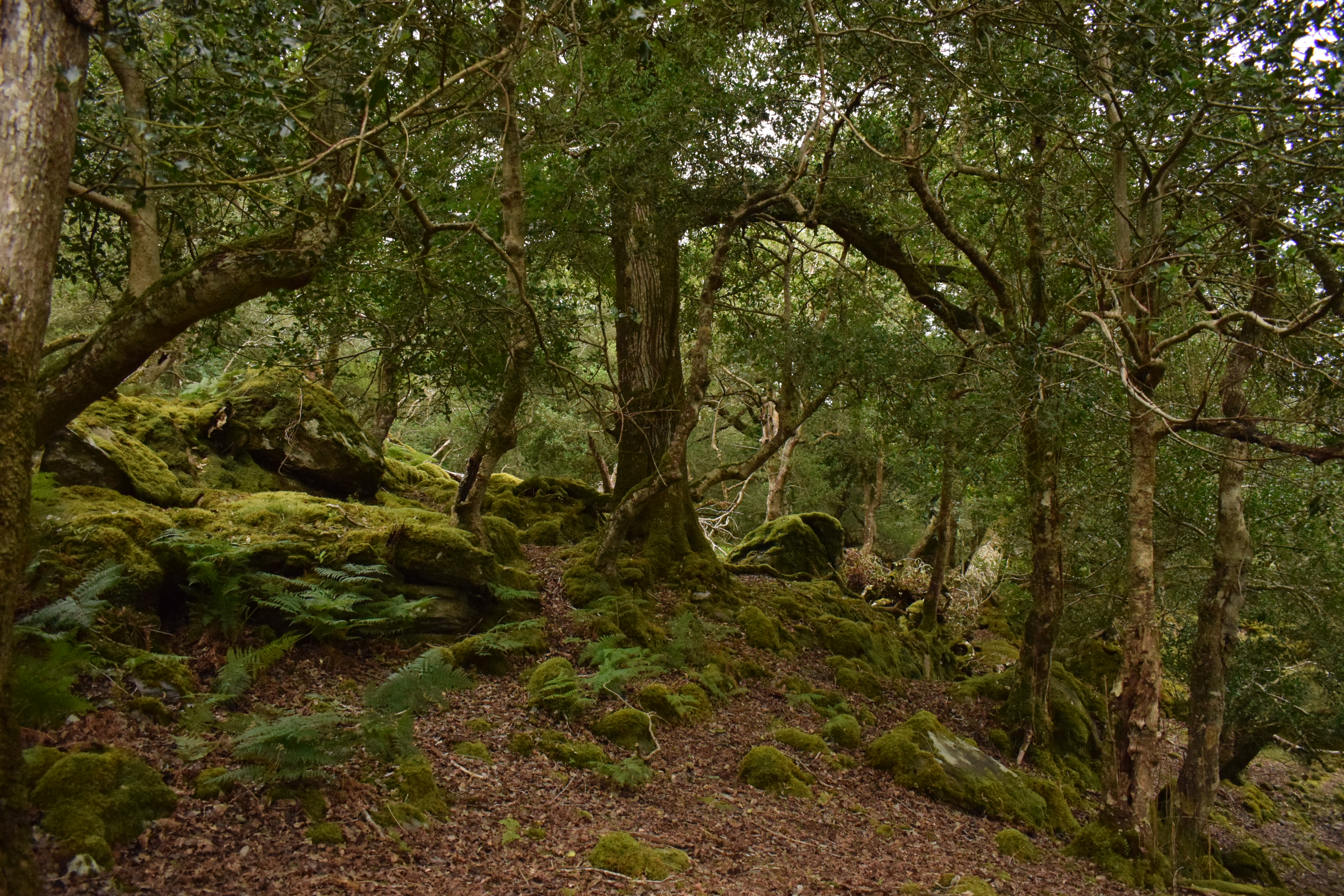 Envirico_Ecological Survey_Woodland