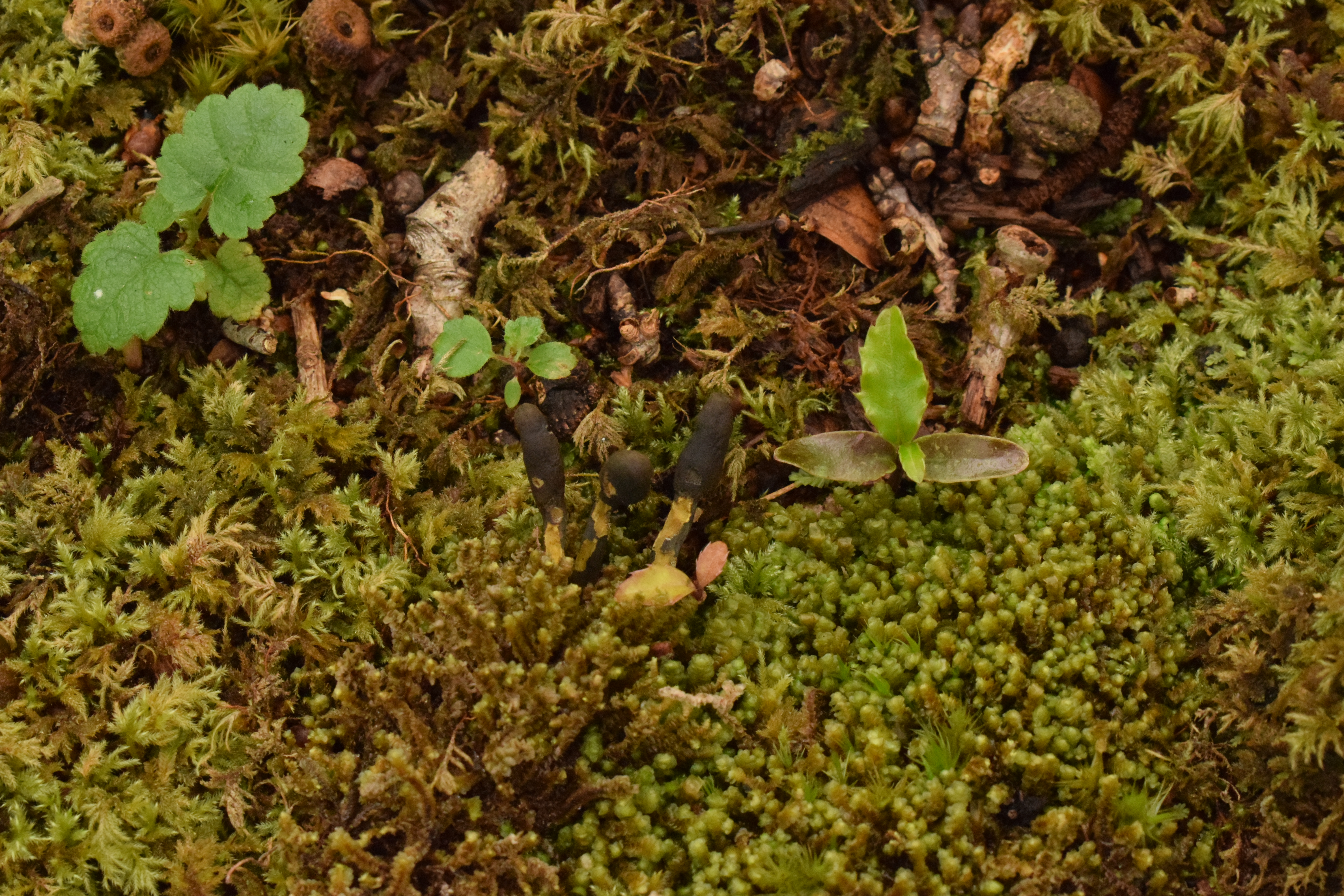 Woodland floor_Ecological Survey_Envirico